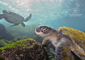   Salad Bar Now Open Chelonia mydas group them Punta Vicente Roca Isla Isabella Galapagos. Galapagos  